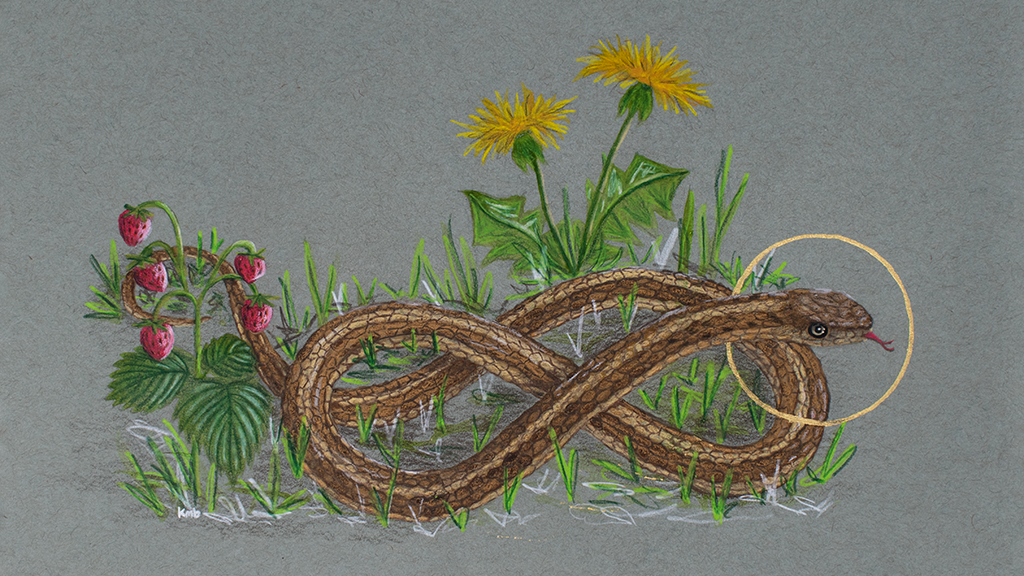 An illustration in a sketchy style of a brown garter snake coiled in grass, wild strawberries, and a dandelion. The garter snake has a gold halo around its head.